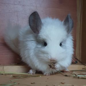 Самочка шиншиллы Белая эбони ангора (юниор)