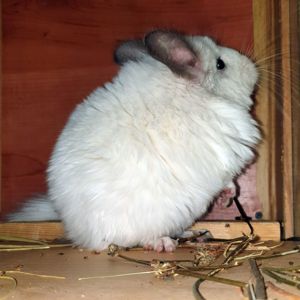 Самочка шиншиллы Белая эбони ангора (юниор)