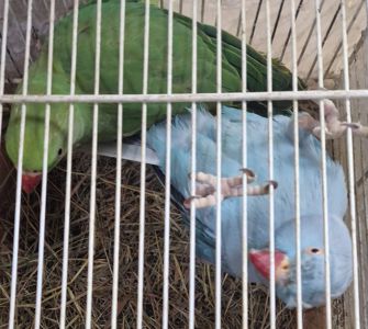 Молодые самцы зелёного и голубова цветов