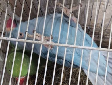 Молодые самцы зелёного и голубова цветов