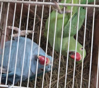 Молодые самцы зелёного и голубова цветов