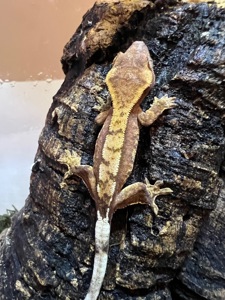 Ящірка гекон бананоїд/пригучп ящірка війчастий бананоїд