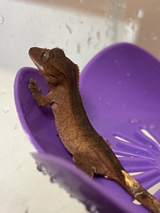 Ящірка гекон бананоїд/пригучп ящірка війчастий бананоїд