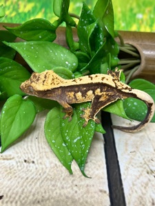 Ящірка гекон бананоїд/пригучп ящірка війчастий бананоїд