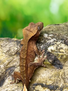 Ящірка гекон бананоїд/пригучп ящірка війчастий бананоїд