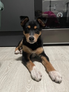 Хлопчик Бінго шукає родину