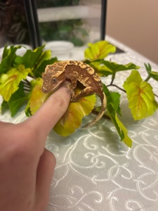 Ящірка гекон бананоїд/пригучп ящірка війчастий бананоїд