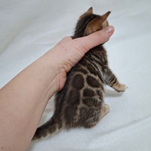 Бенгальські кошенята