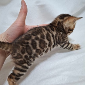 Бенгальські кошенята