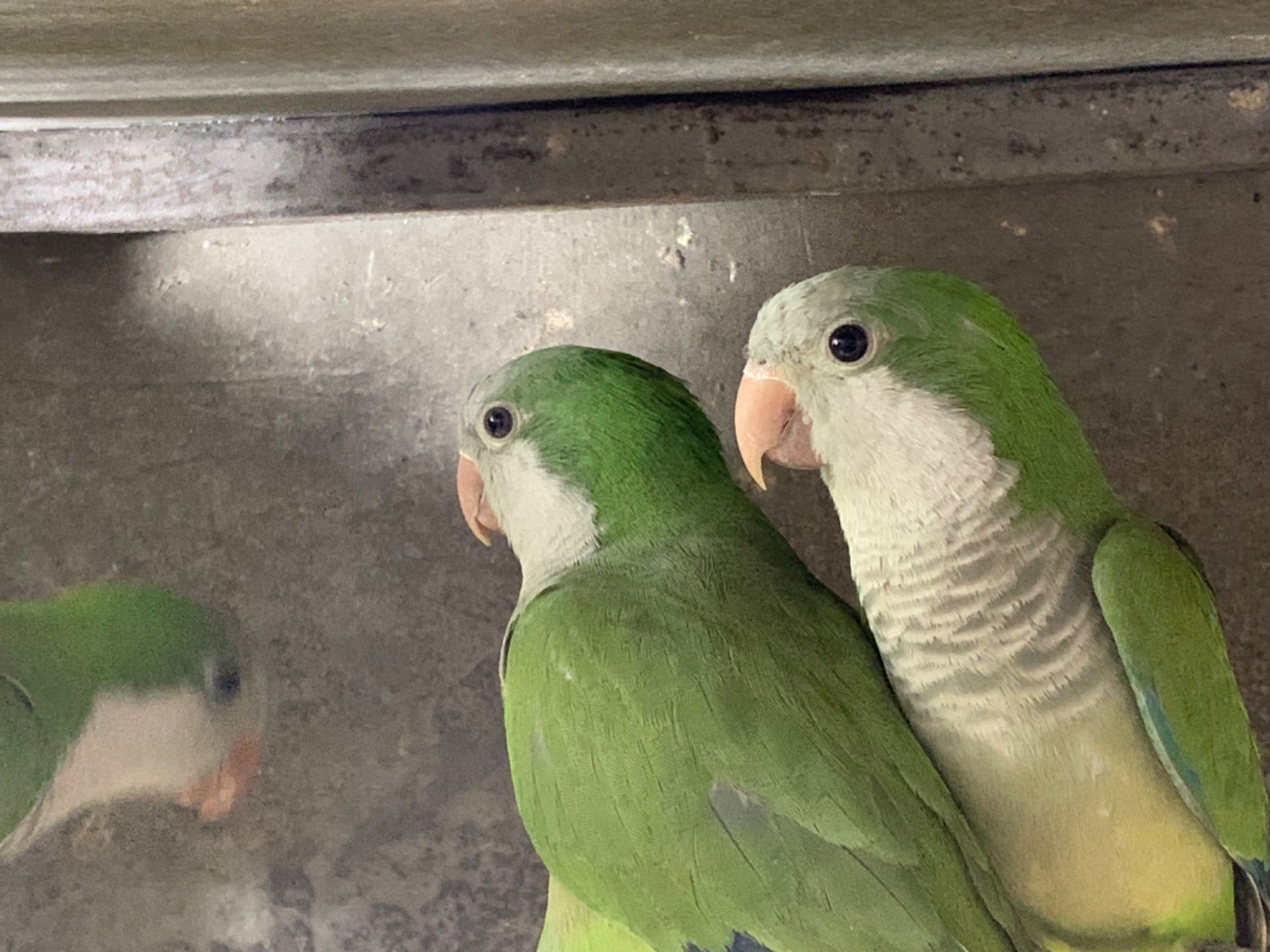 Монах - інтелектуальних та грайливих пернатих, квакер, калита