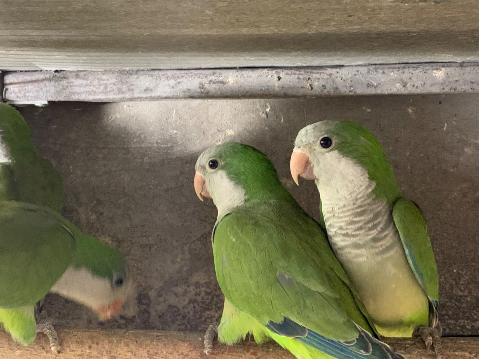 Монах - інтелектуальних та грайливих пернатих, квакер, калита