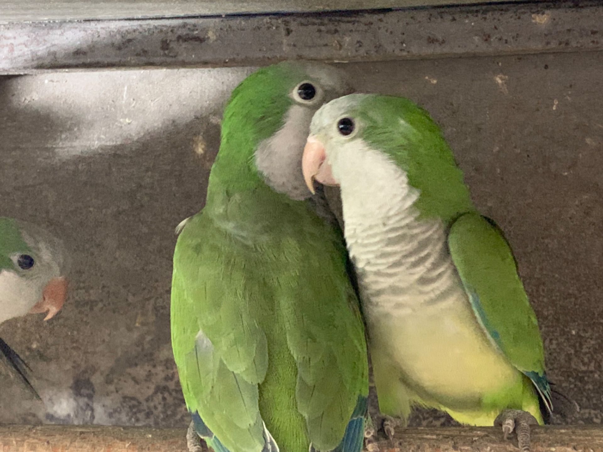 Монах - інтелектуальних та грайливих пернатих, квакер, калита