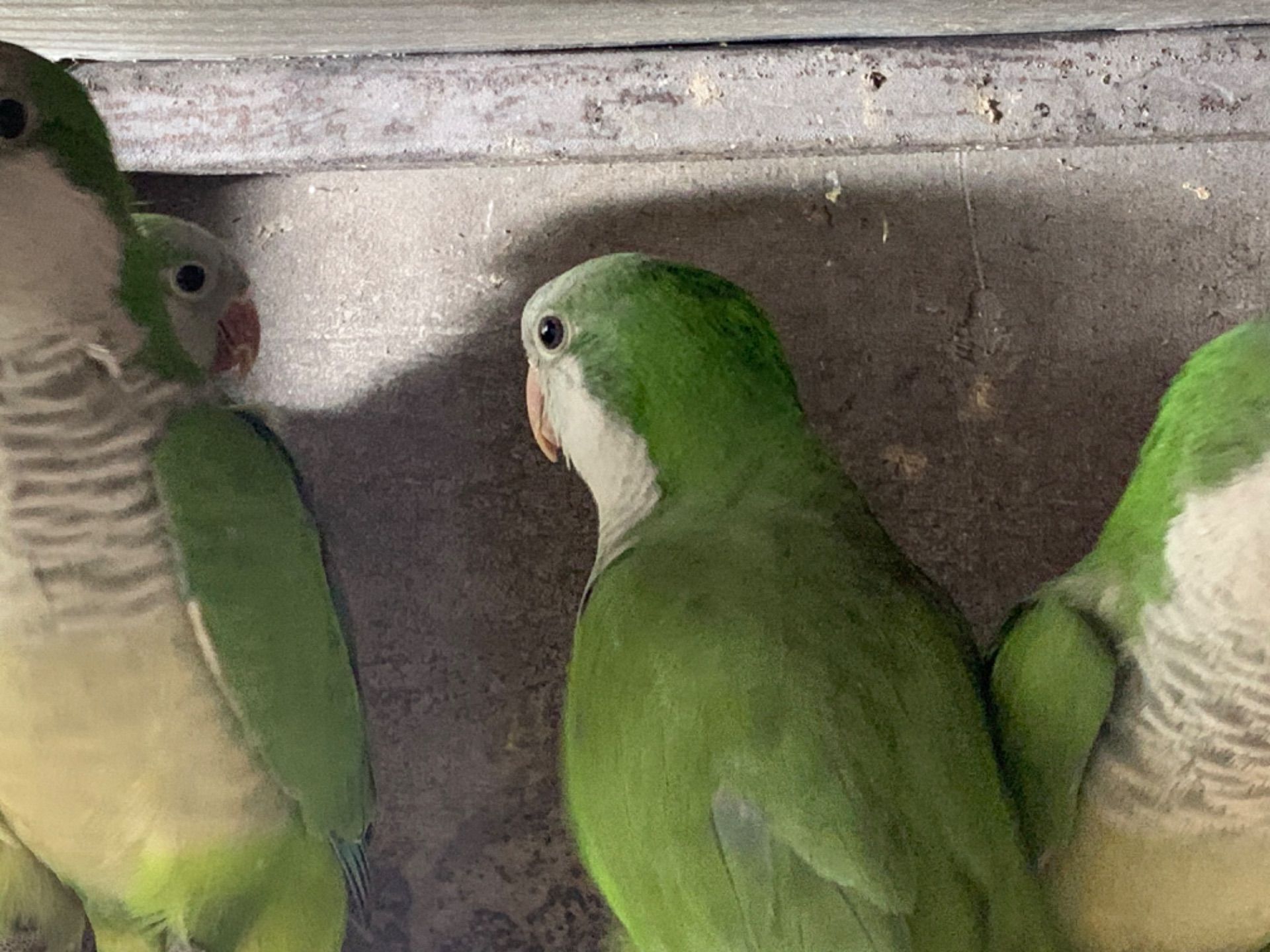 Монах - інтелектуальних та грайливих пернатих, квакер, калита