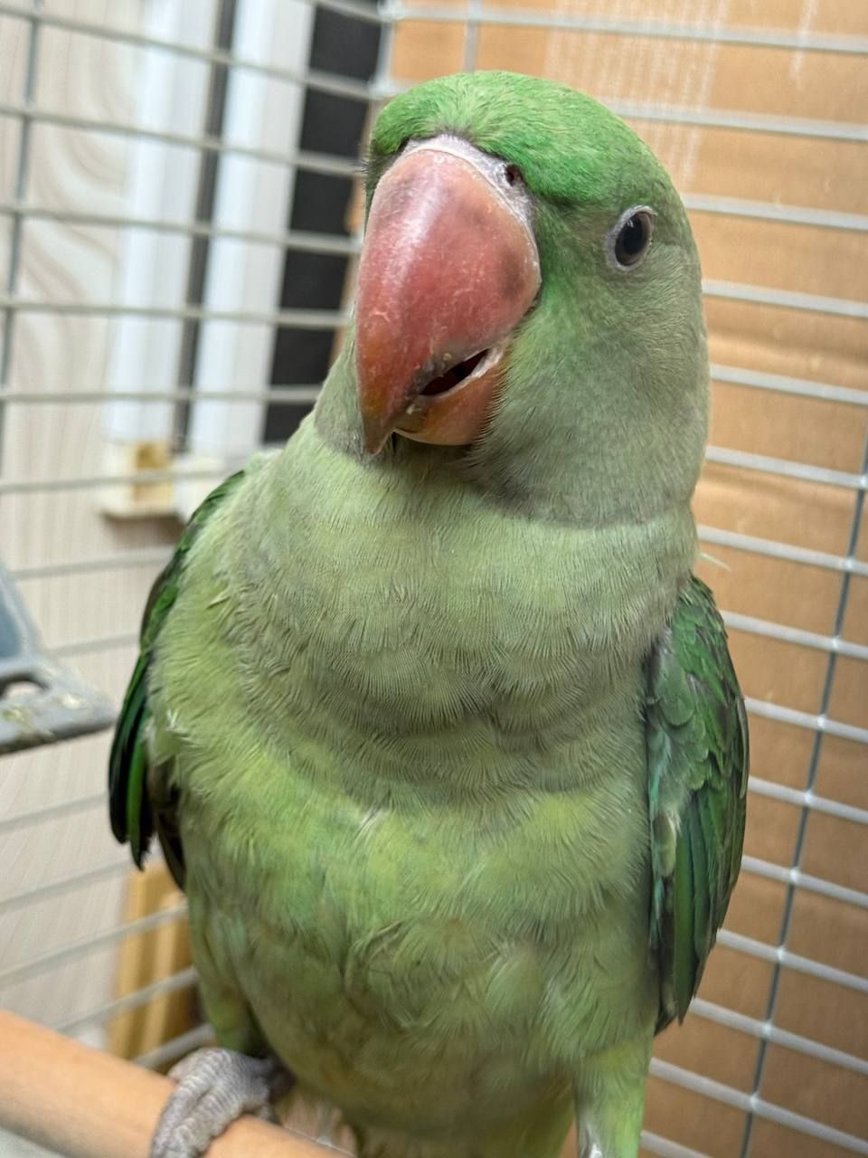 Ручні олександрійські папуги