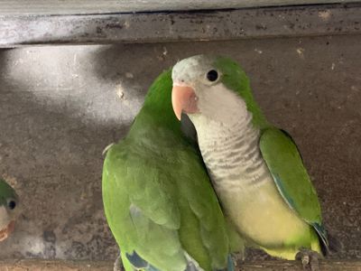 Монах - інтелектуальних та грайливих пернатих, квакер, калита