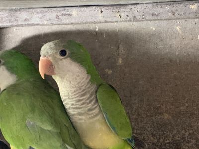 Монах - інтелектуальних та грайливих пернатих, квакер, калита