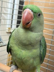 Ручні олександрійські папуги