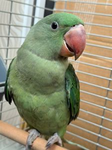 Ручні олександрійські папуги