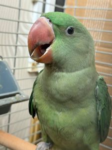 Ручні олександрійські папуги