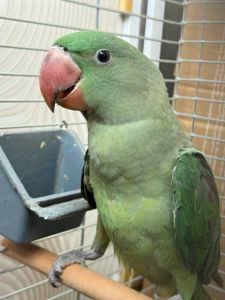 Ручні олександрійські папуги