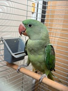 Ручні олександрійські папуги