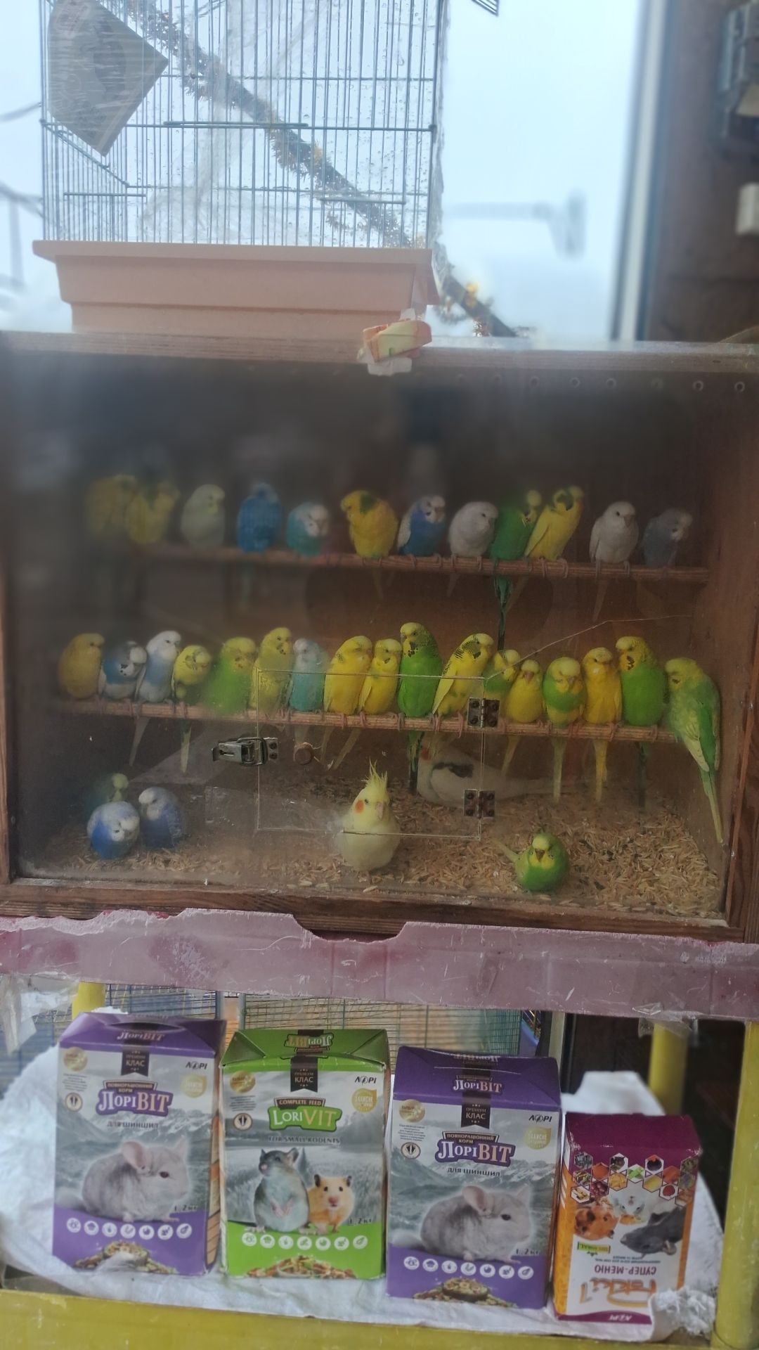 Волнистые попугаи