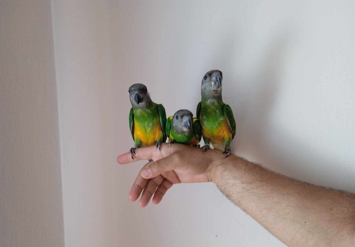 Сенагальский попугай, сенегал, синегальские малыши