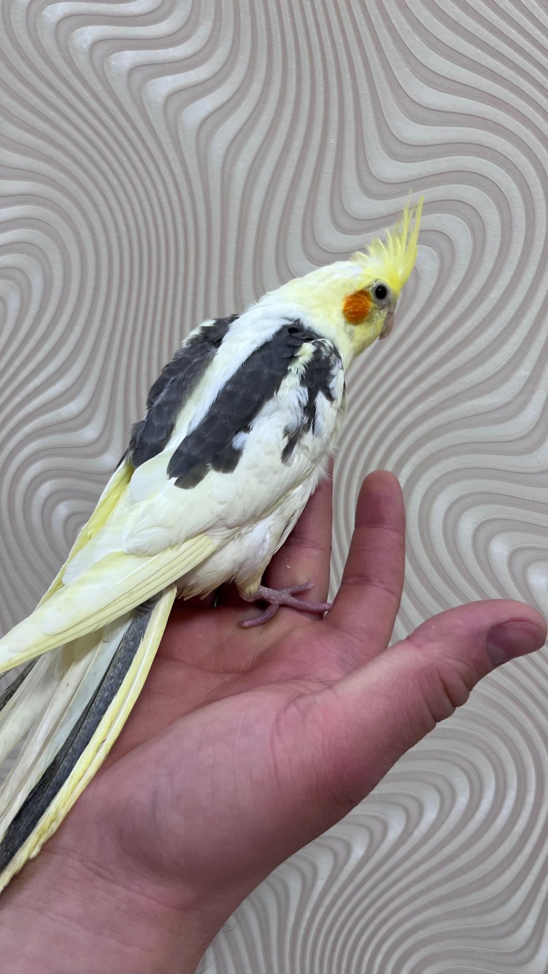 Ручні папужки з чубчиком Корелла