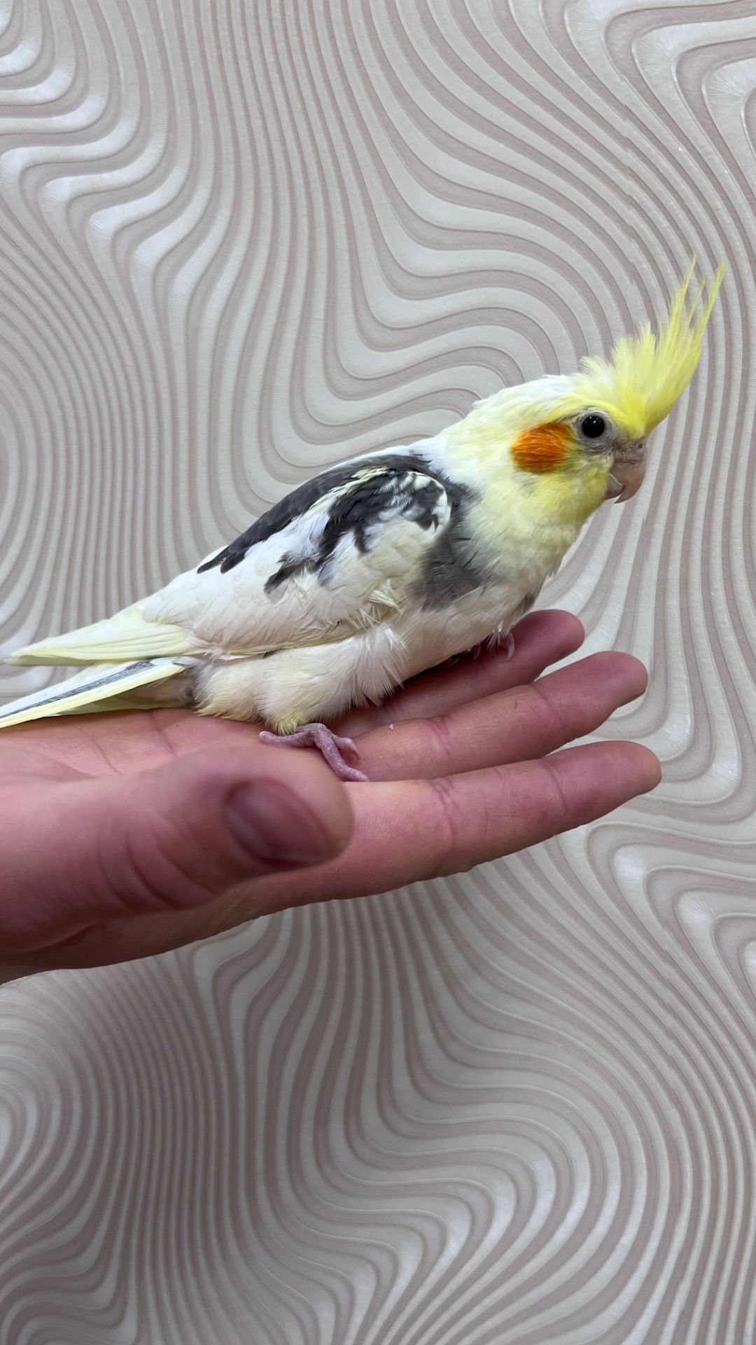 Ручні папужки з чубчиком Корелла