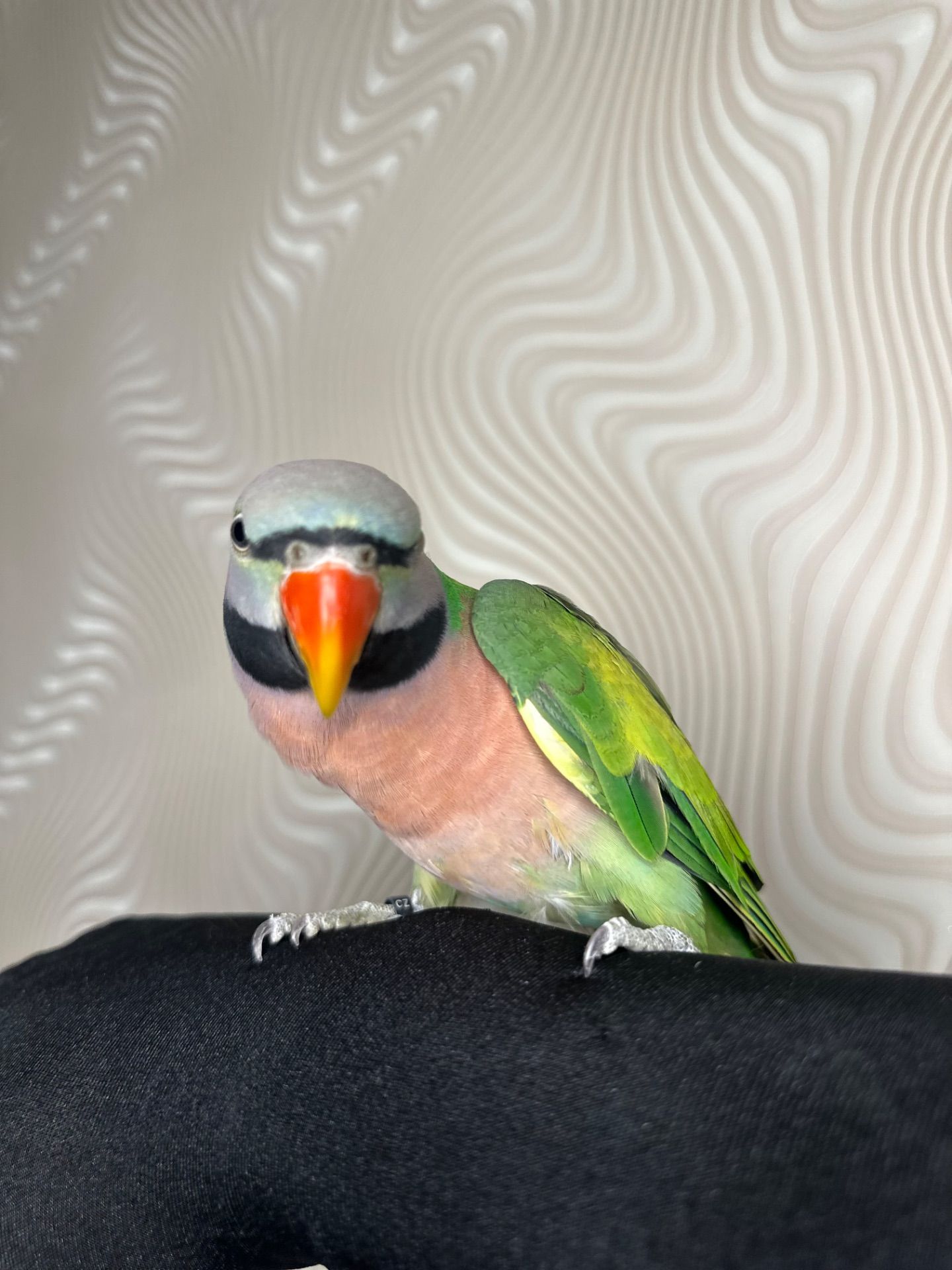 Говорящий попугай розовогрыдый