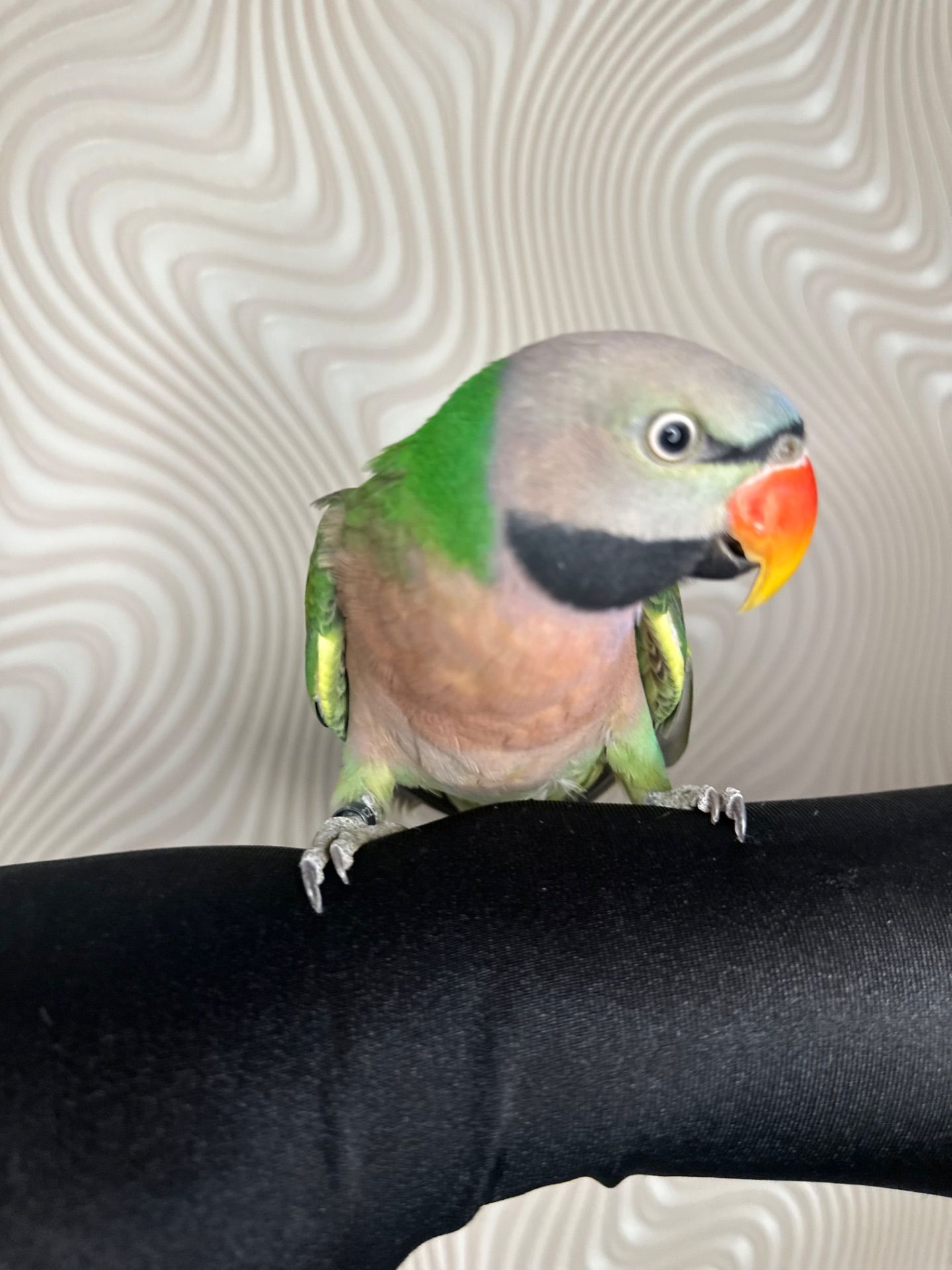 Говорящий попугай розовогрыдый