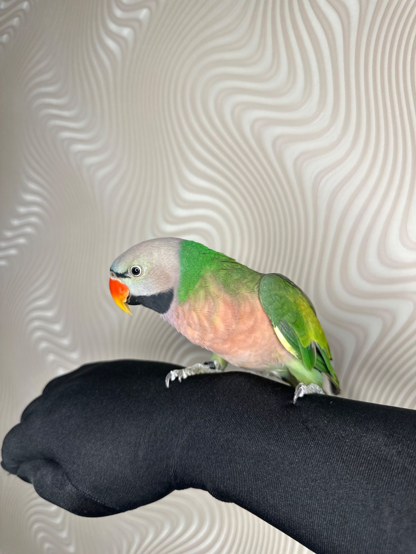 Говорящий попугай розовогрыдый