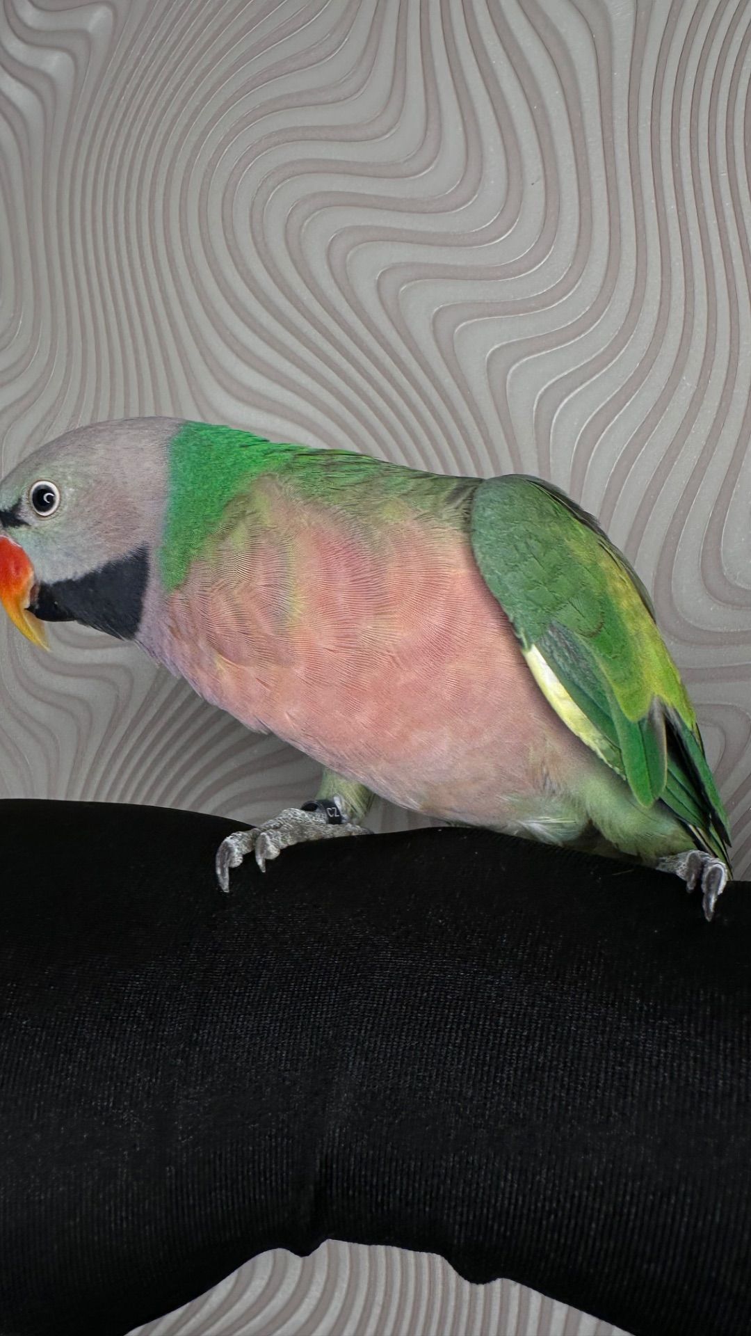 Говорящий попугай розовогрыдый