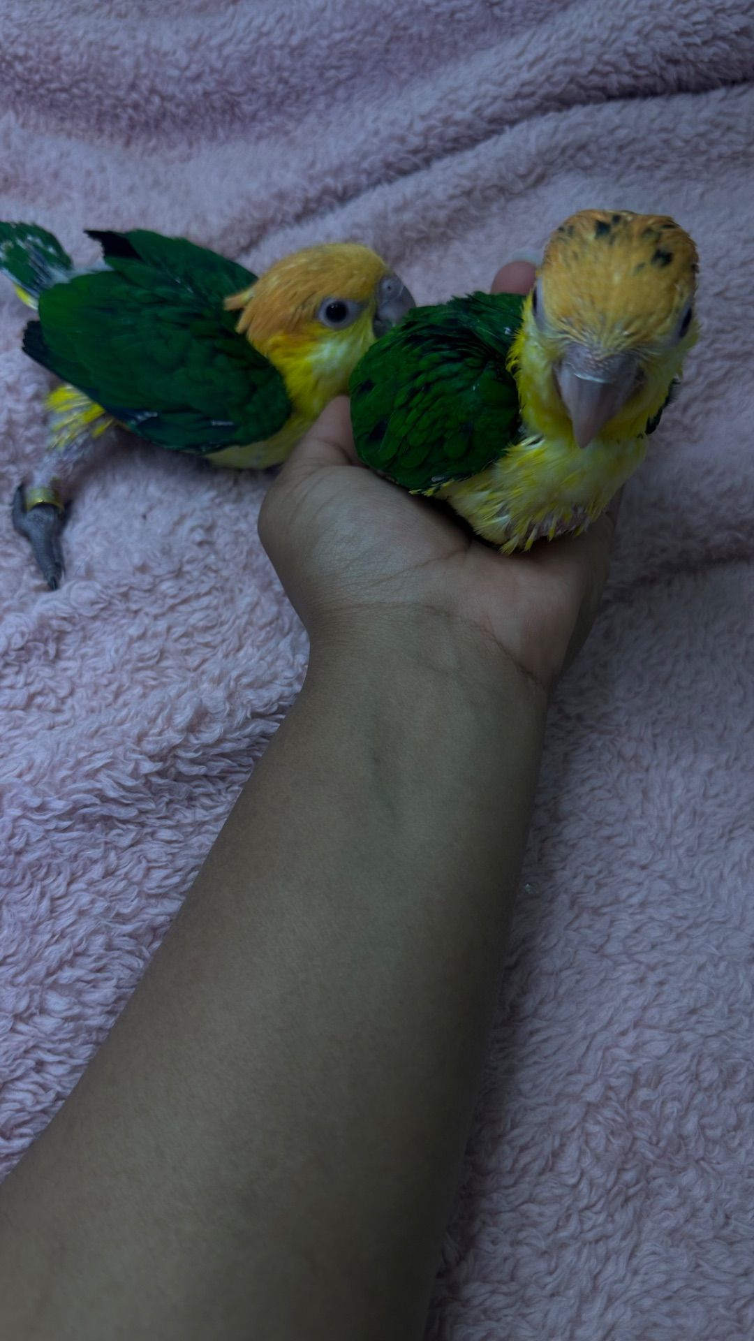 Рижеголовые попугаи каик птенцы выкормыши