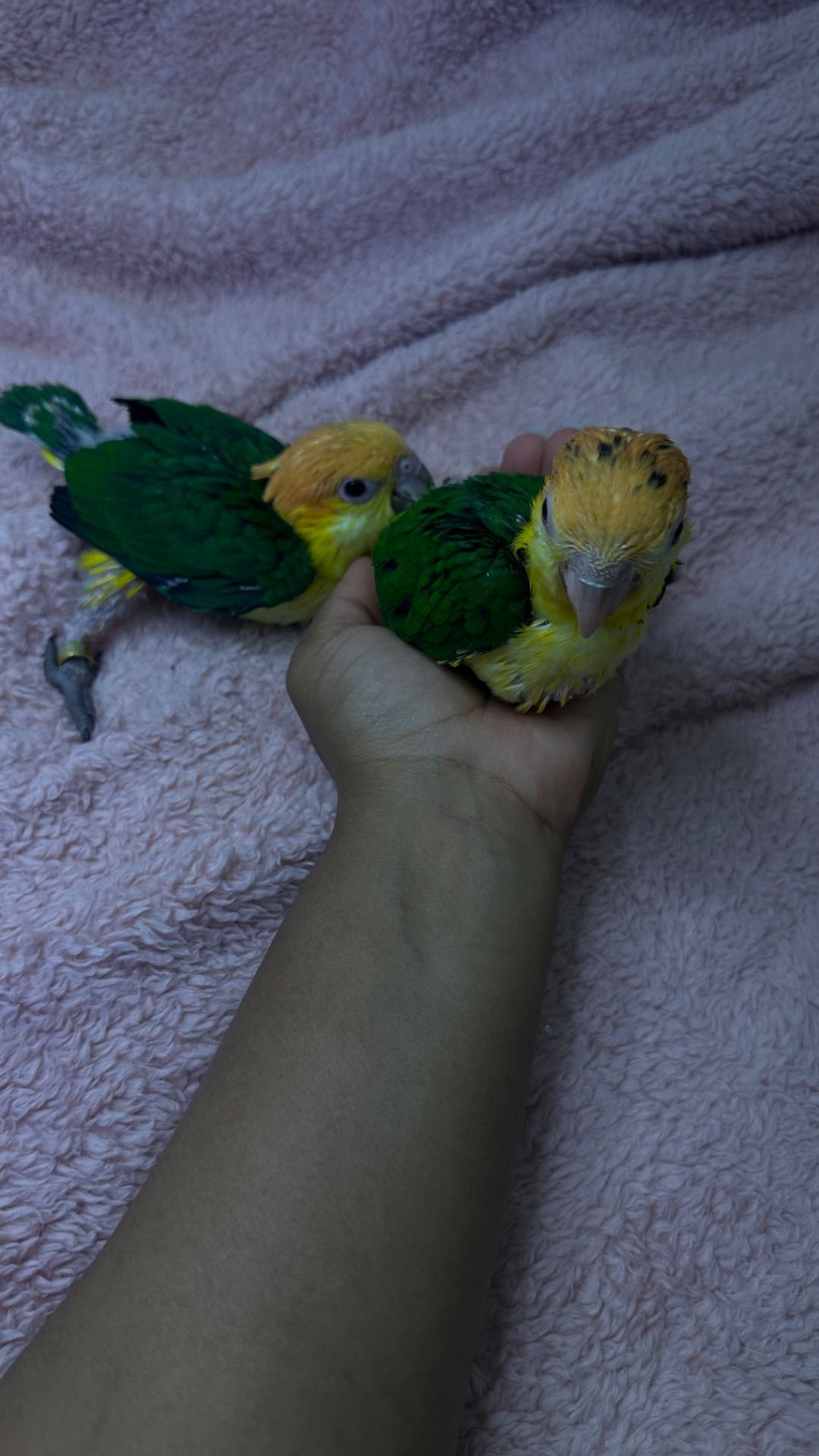 Рижеголовые попугаи каик птенцы выкормыши