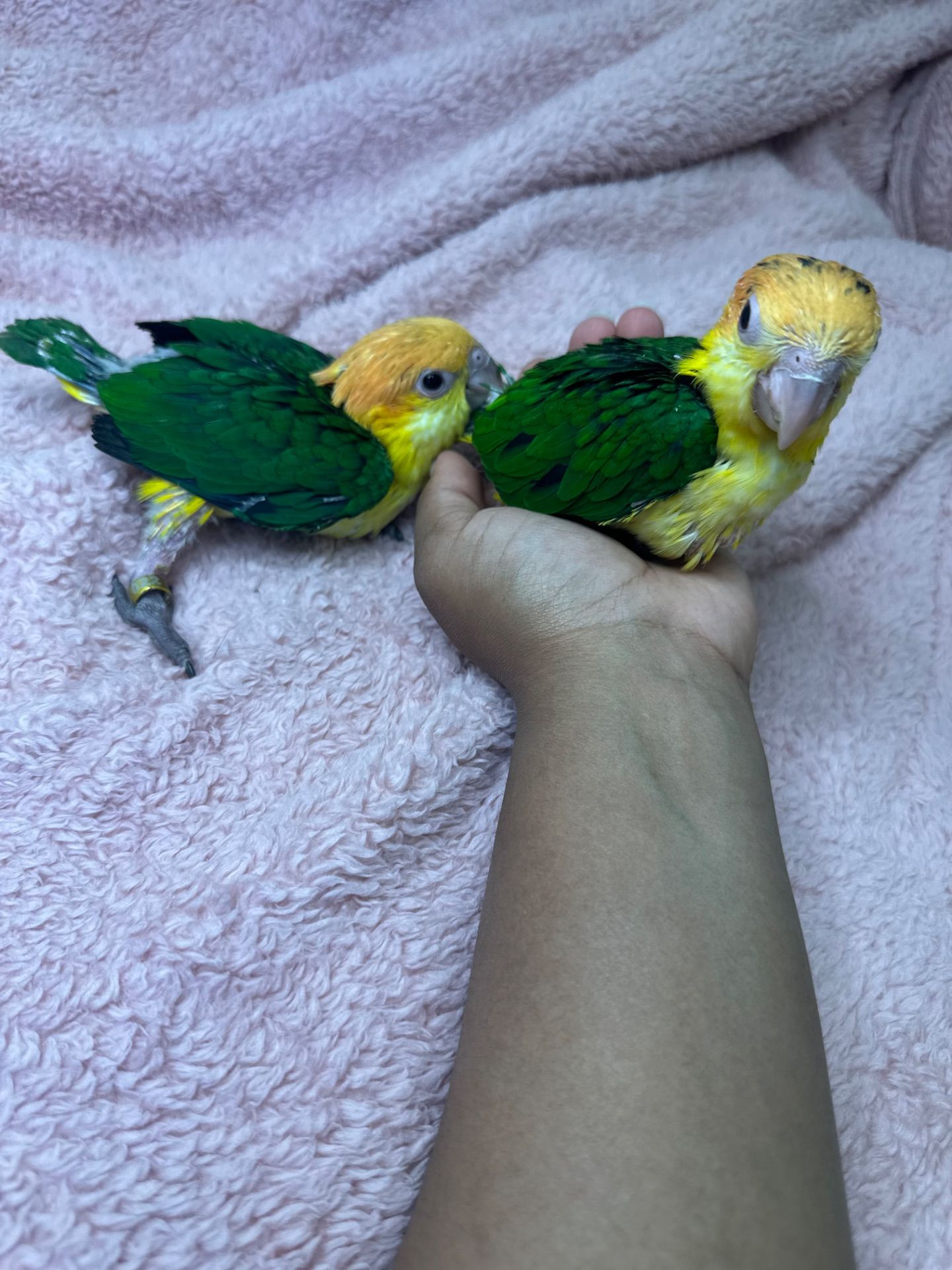 Рижеголовые попугаи каик птенцы выкормыши