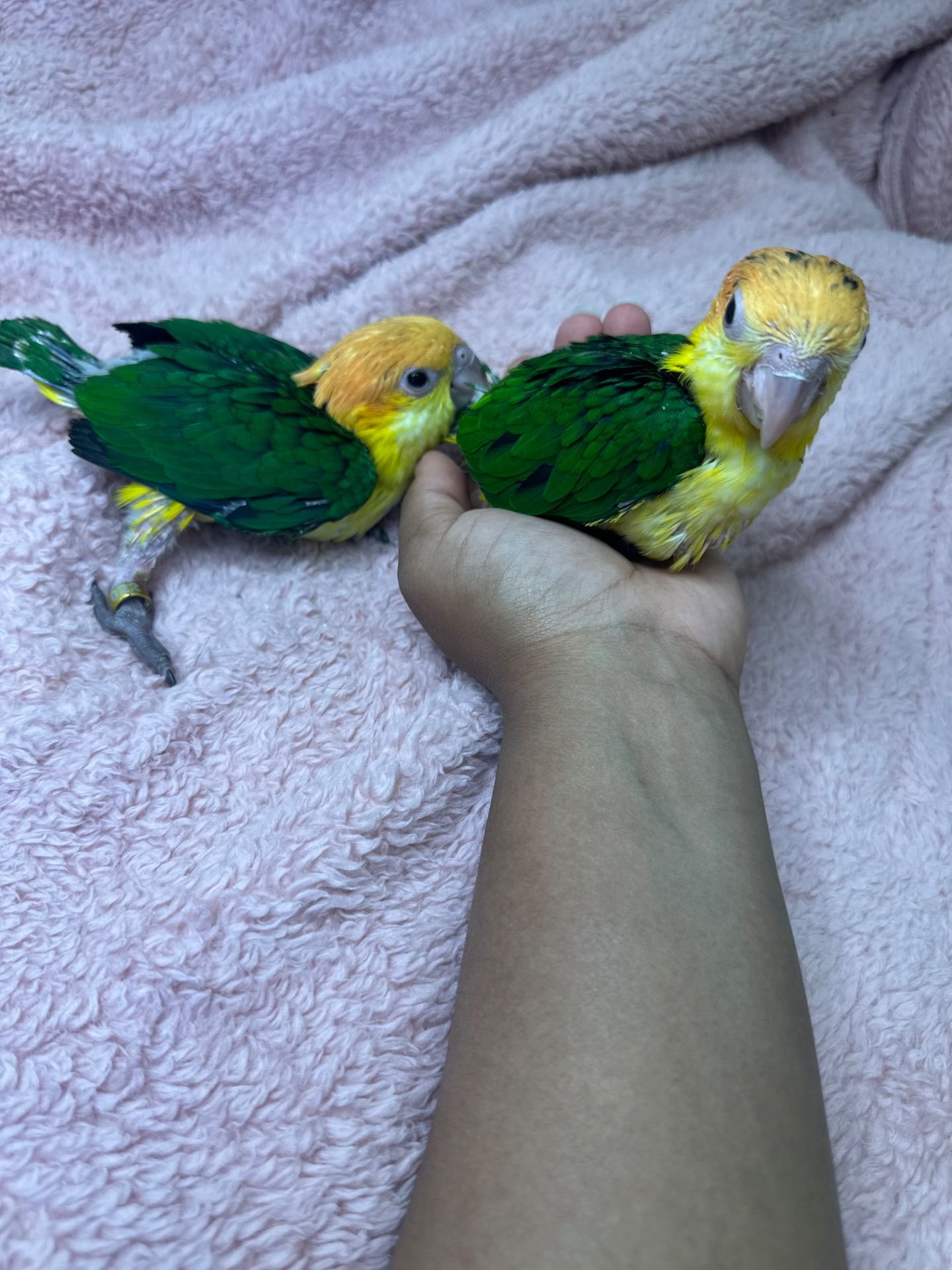 Рижеголовые попугаи каик птенцы выкормыши