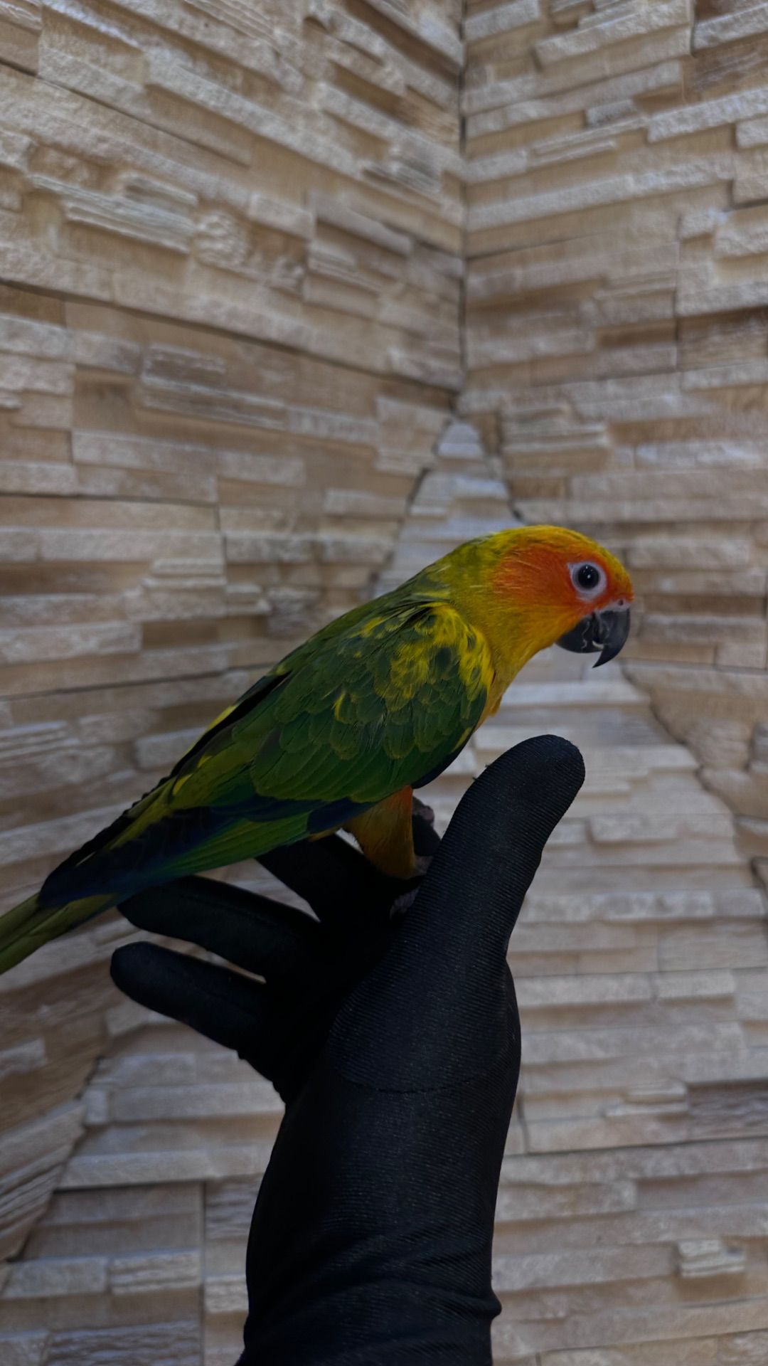 Солнечный попугайчик малыша а выкормыши