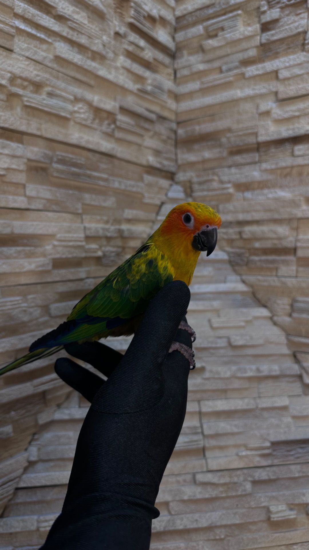 Солнечный попугайчик малыша а выкормыши