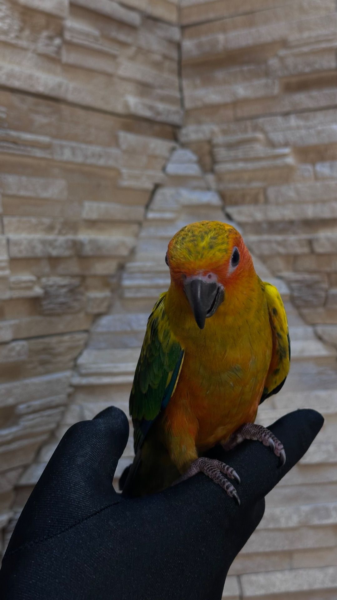 Солнечный попугайчик малыша а выкормыши