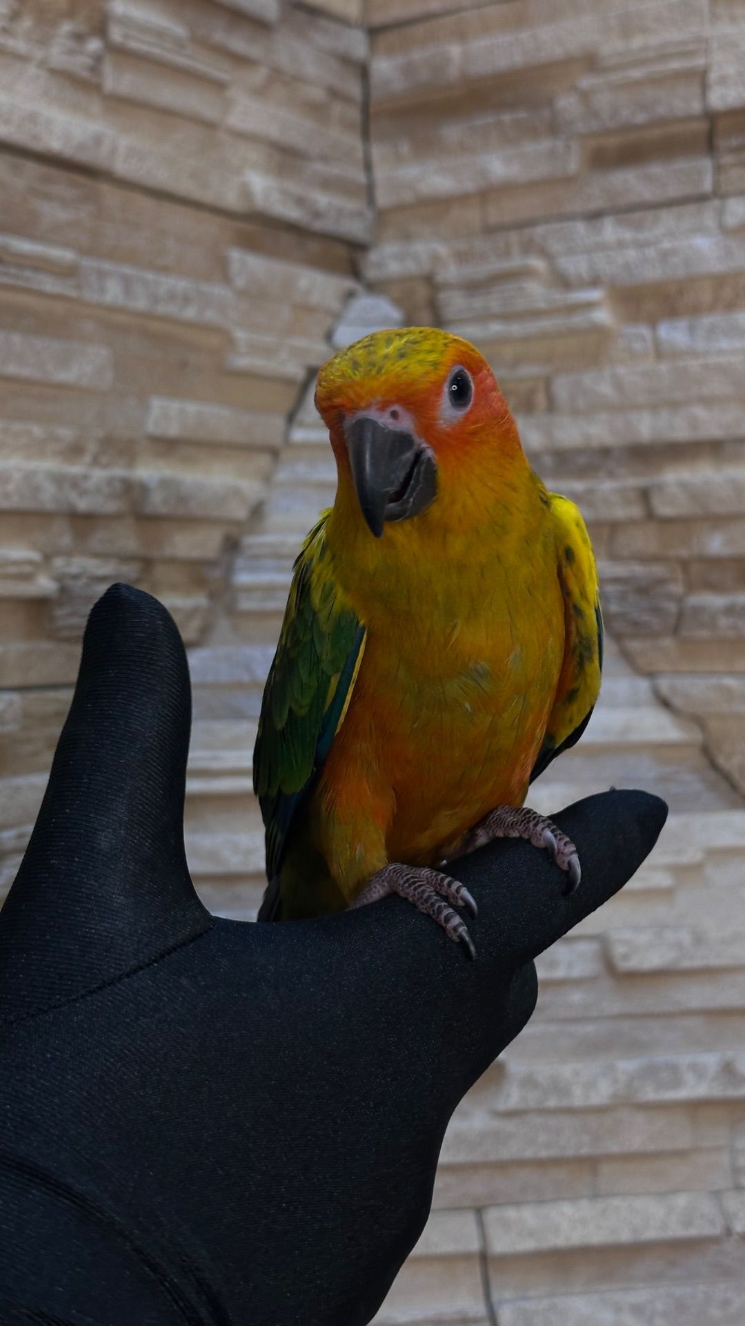 Солнечный попугайчик малыша а выкормыши