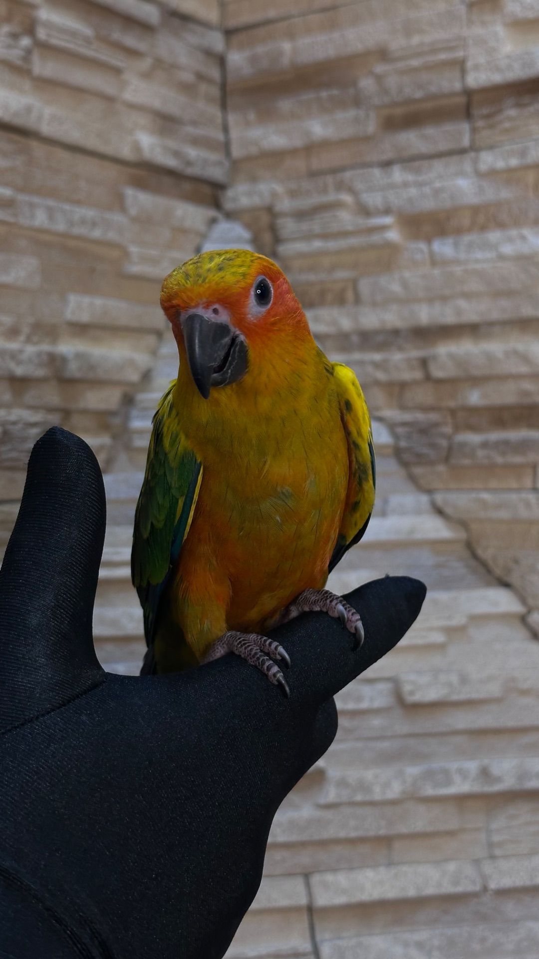 Солнечный попугайчик малыша а выкормыши