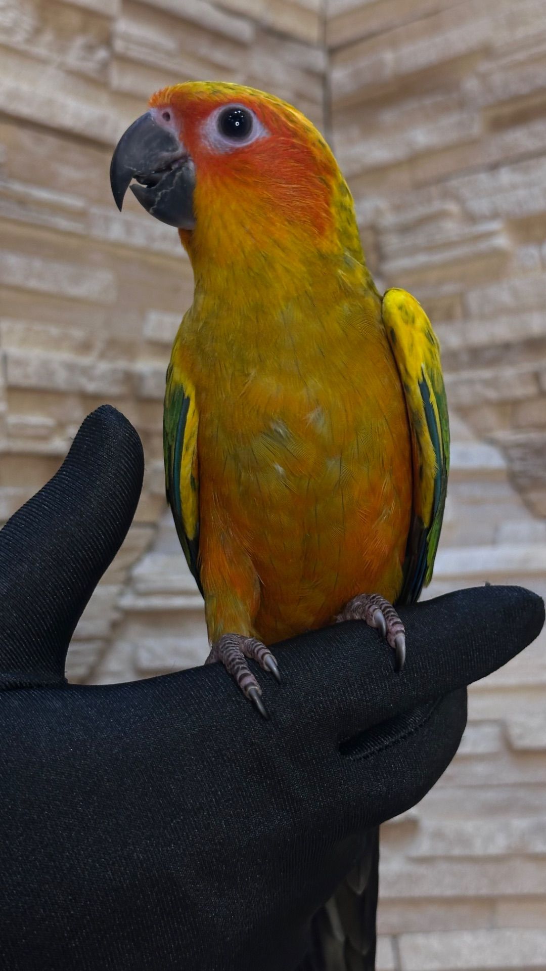 Солнечный попугайчик малыша а выкормыши