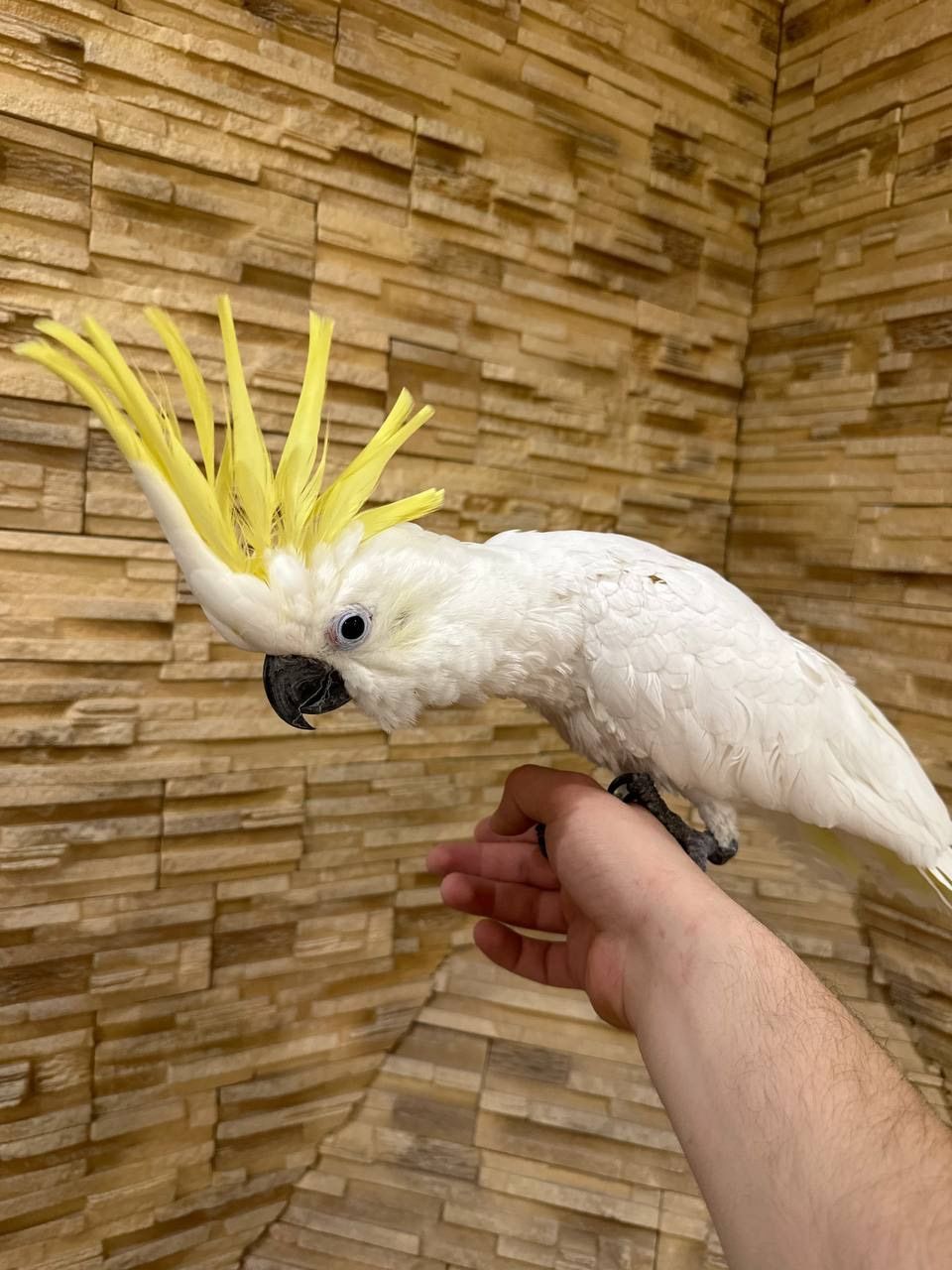 Белый попугай Какаду с красивым хохолком
