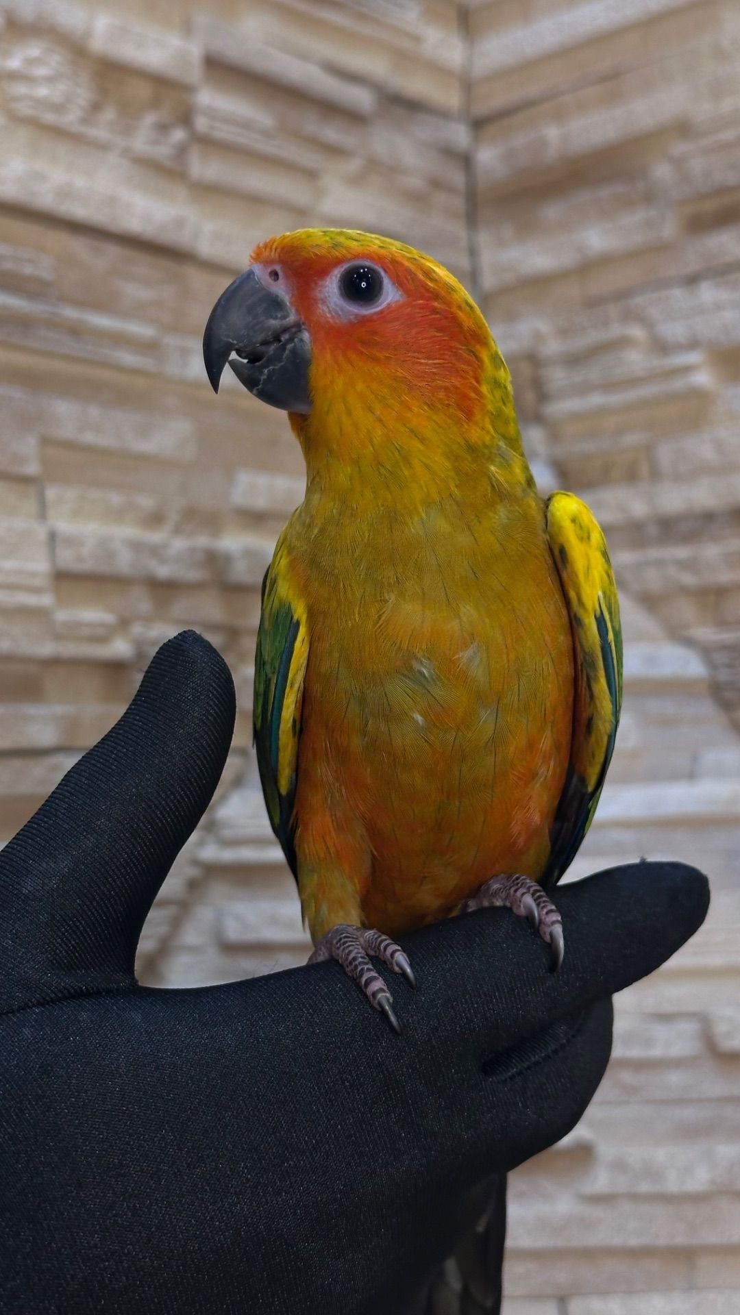 Солнечный попугайчик малыша а выкормыши