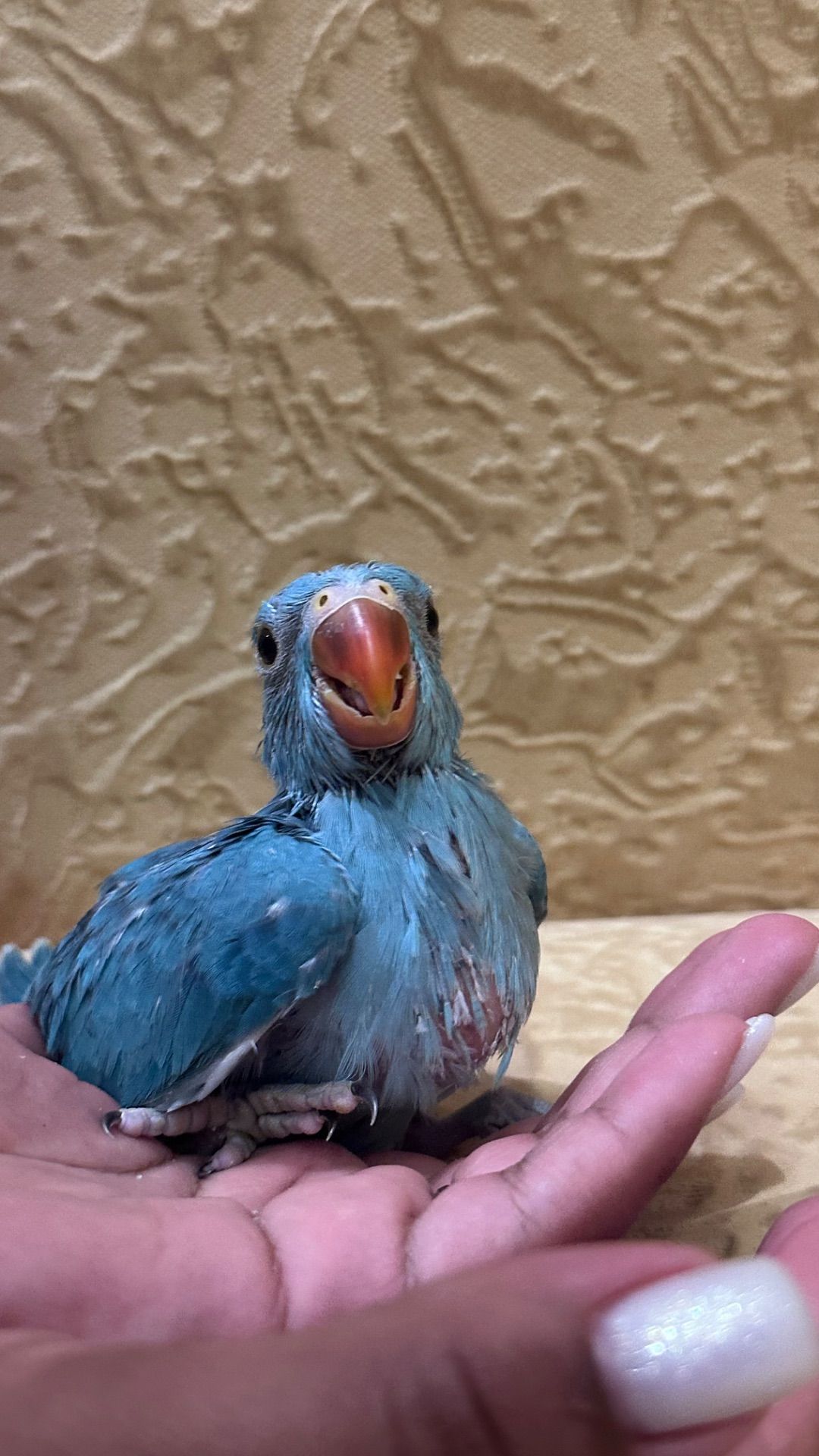 Синий ожереловый попугайчик выкормыш