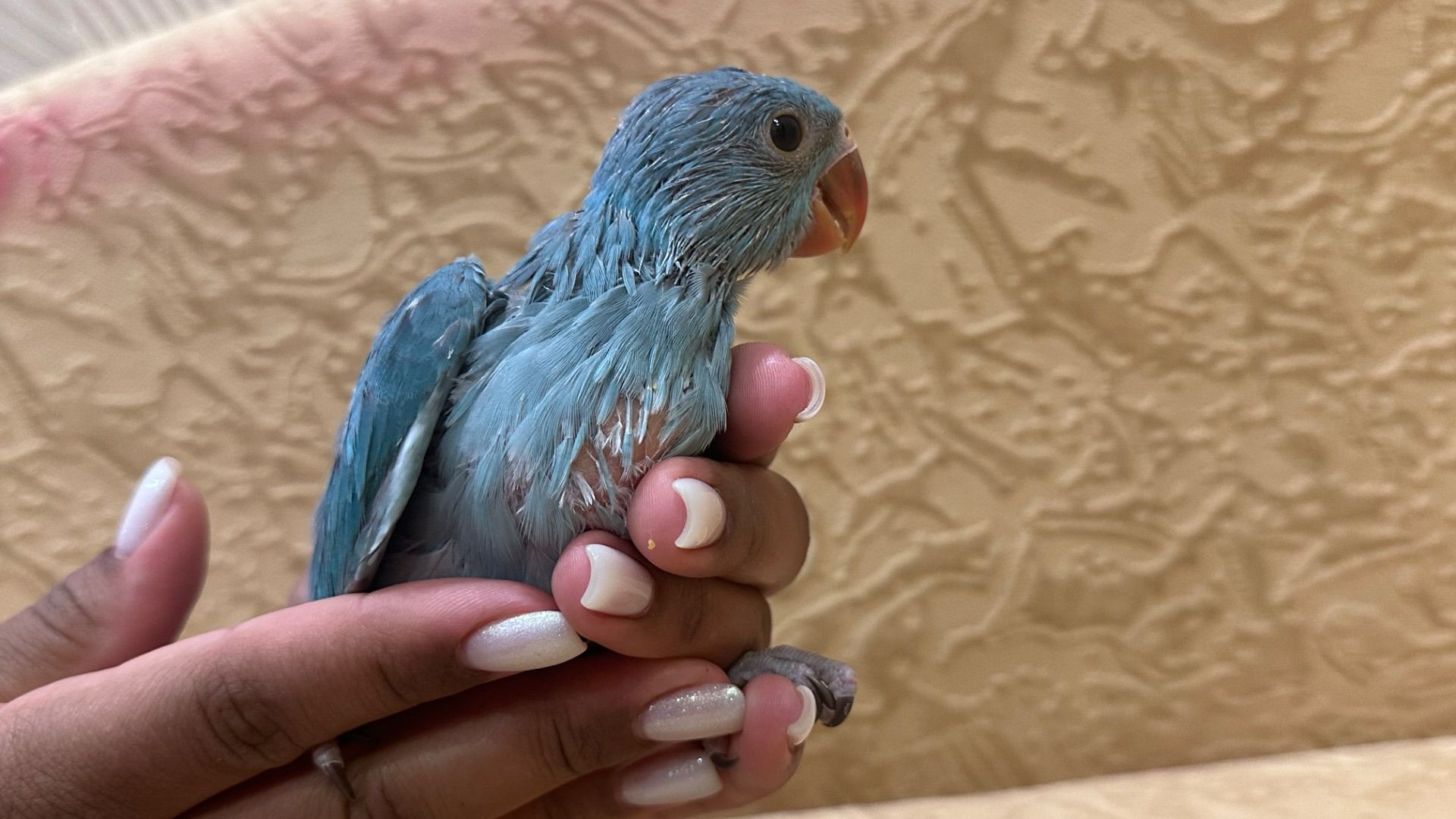 Синий ожереловый попугайчик выкормыш