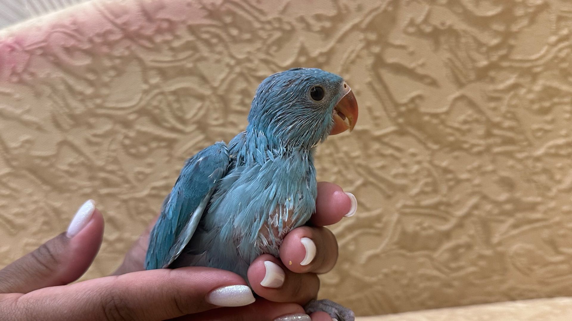 Синий ожереловый попугайчик выкормыш