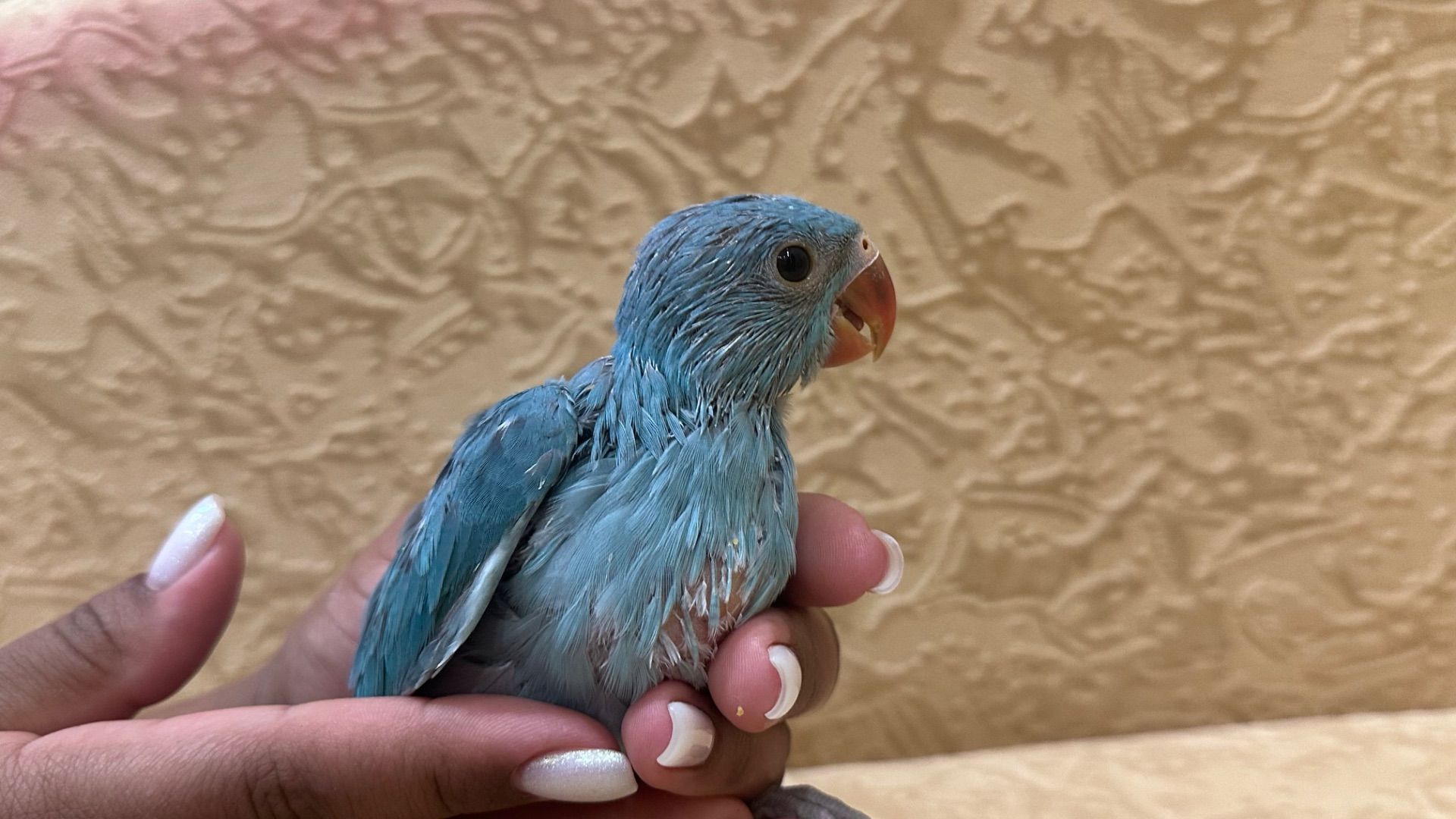 Синий ожереловый попугайчик выкормыш