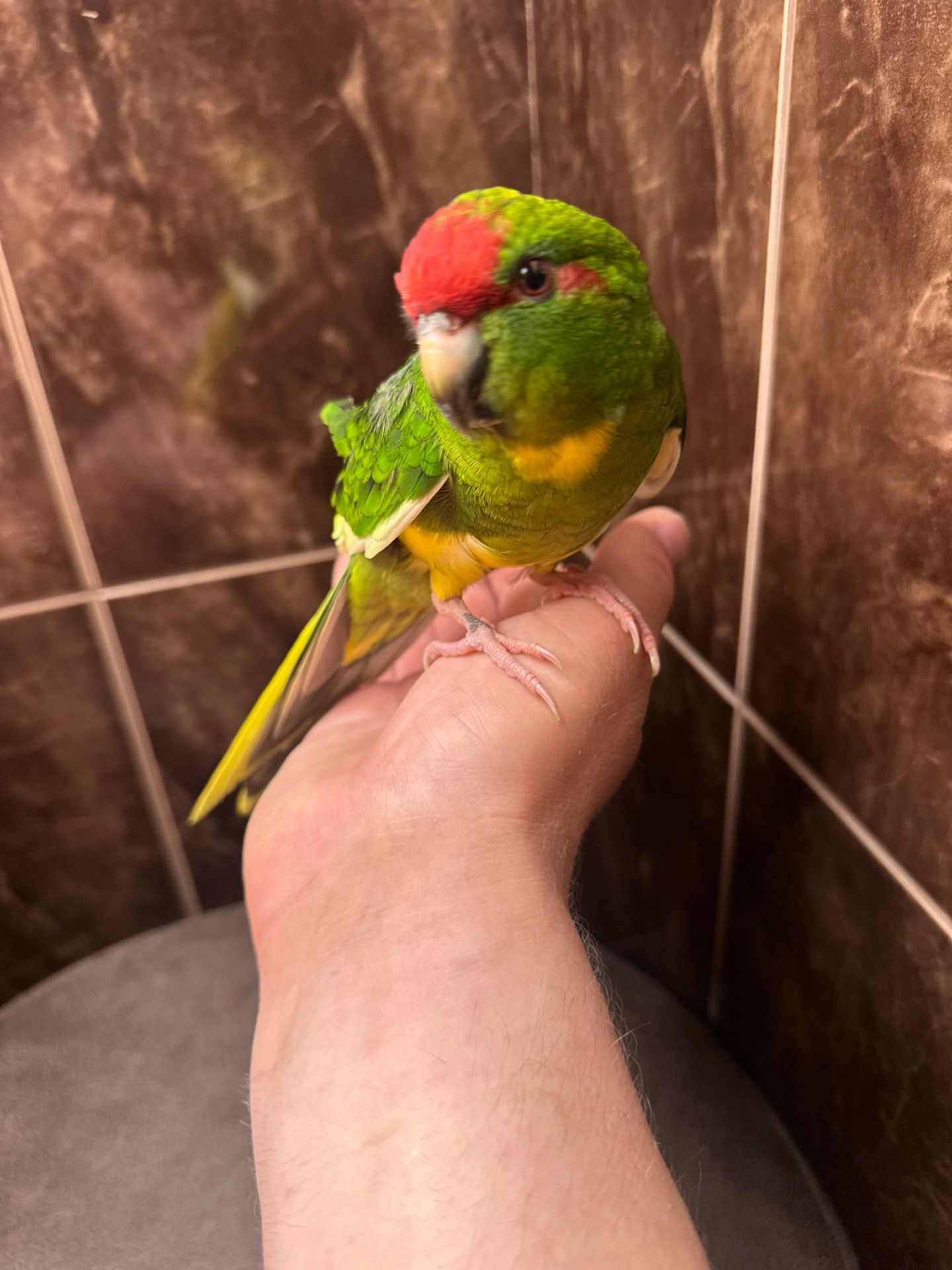 Какарик ручной попугай, птенец